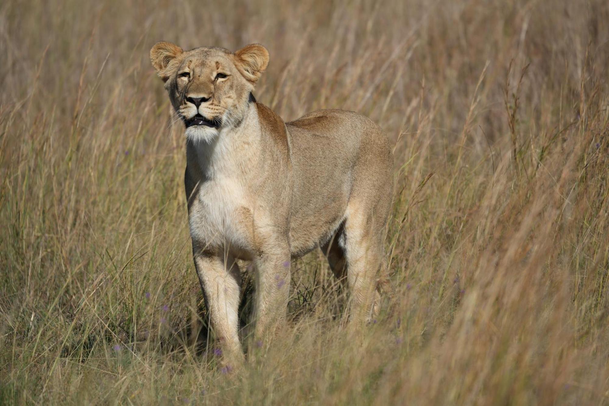 Shibula Safari Lodge Welgevonden Game Reserve Exterior foto
