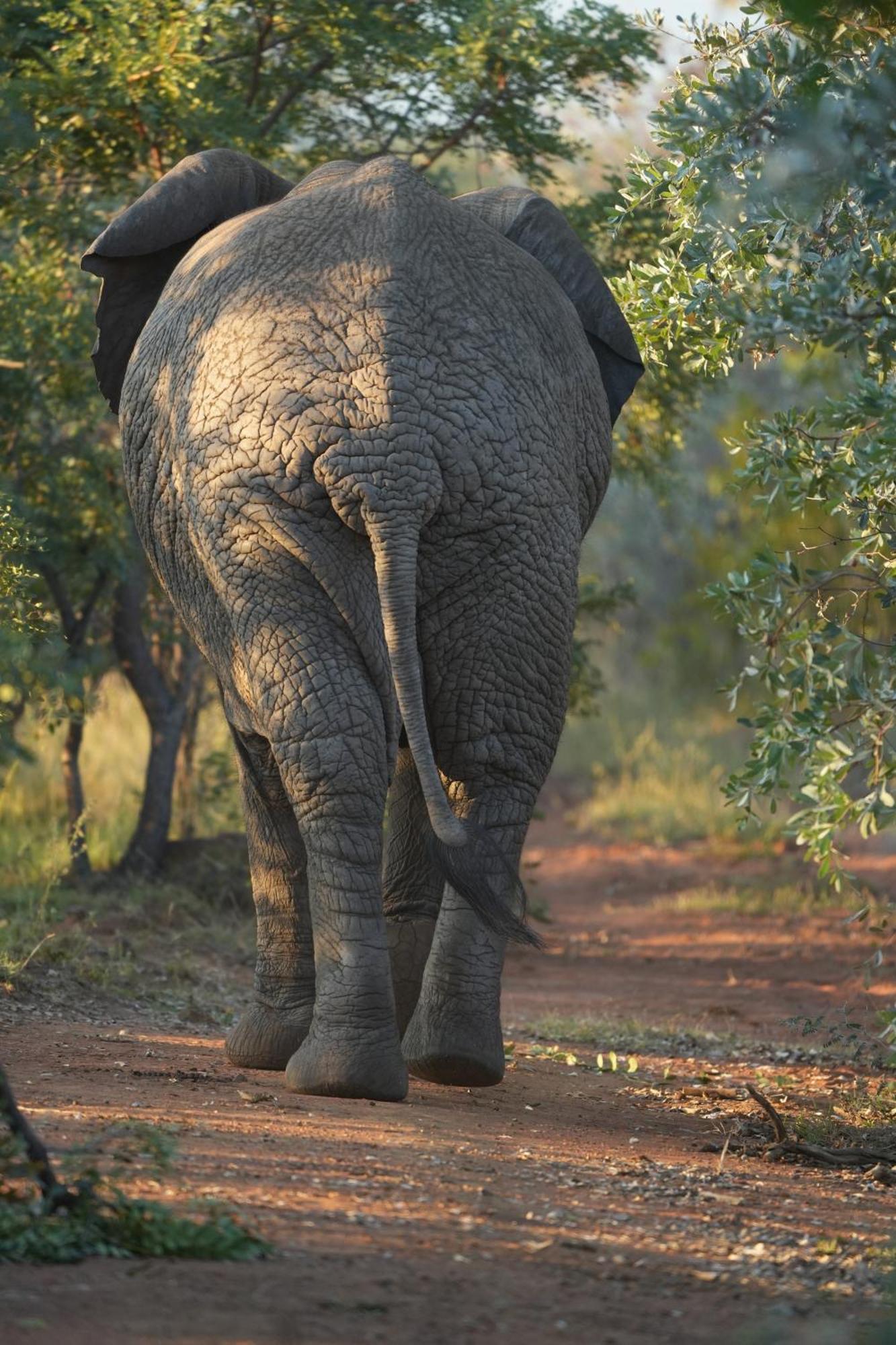 Shibula Safari Lodge Welgevonden Game Reserve Exterior foto
